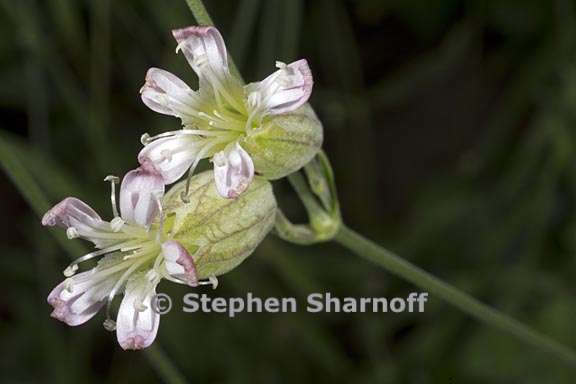 silene douglasii var douglasii 6 graphic